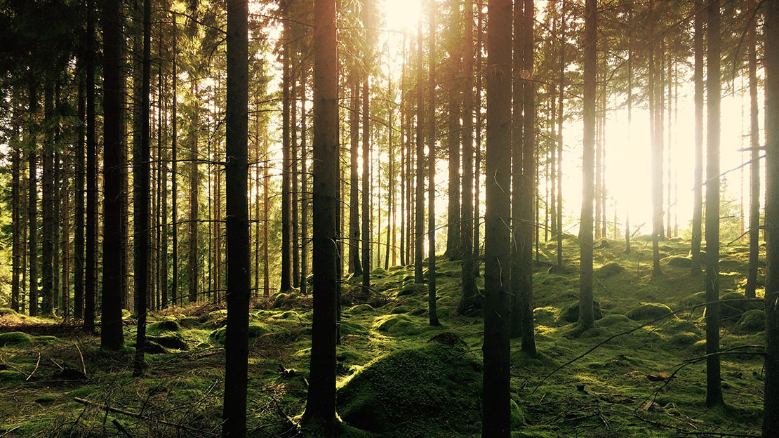 El bosque es nuestro aliado para la conservación del medio ambiente